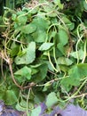 Fresh green centella asiatica plants Royalty Free Stock Photo