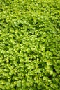 Fresh green centella asiatica plants Royalty Free Stock Photo