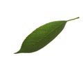 Fresh green Cherry leaf isolated on white background Royalty Free Stock Photo