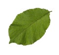 Fresh green Cherry Plum   leaf  isolated on white background Royalty Free Stock Photo