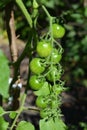 Fresh green cherry tomatoes grow on tomato plant in the vegetable organic garden Royalty Free Stock Photo