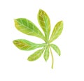 Watercolor green chestnut leaf Royalty Free Stock Photo