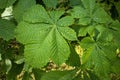 Fresh green chestnut leaves with water drops after rain Royalty Free Stock Photo