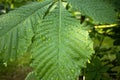 Fresh green chestnut leaves with water drops after rain Royalty Free Stock Photo