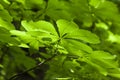 Fresh green chestnut tree leaf blurred background shallow dapth Royalty Free Stock Photo