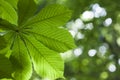 Fresh green chestnut tree leaf blurred background shallow dapth Royalty Free Stock Photo