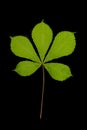Fresh green chestnut tree leaf cut out on a black background Royalty Free Stock Photo
