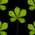 Fresh green chestnut tree leaf design on a black background Royalty Free Stock Photo