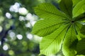 Fresh green chestnut tree leaf in spring park with blurred background Royalty Free Stock Photo