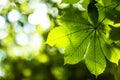 Fresh green chestnut tree leaf in spring park with blurred backg Royalty Free Stock Photo