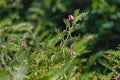 Fresh Green Chickpeas field , Chick peas also known as harbara or harbhara in hindi and Cicer is scientific name,