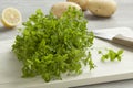 Fresh green chickweed Royalty Free Stock Photo