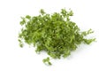 Fresh green chickweed Royalty Free Stock Photo