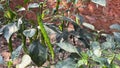 Fresh Green Chili Pepper On Tree