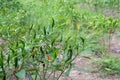 Fresh green chili and ripe red on tree Royalty Free Stock Photo