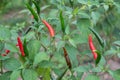 Fresh green chili and ripe red on tree in garden Royalty Free Stock Photo