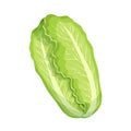 Fresh green chinese cabbage, bok choy, petsai or lettuce, food. Botanical illustration.