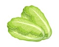 Fresh green chinese cabbage, bok choy, petsai or lettuce, food. Botanical illustration.