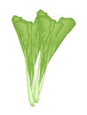 Fresh Green Chinese Cabbage on A White Background