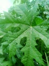 Fresh green Chinese papaya leaves exposed to rainwater in the front yard of the house Royalty Free Stock Photo