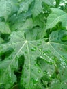 Fresh green Chinese papaya leaves wet by rainwater in the front yard of the house Royalty Free Stock Photo