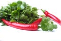 Fresh green cilantro, coriander leaves and chili pepper isolated on white bacground. Royalty Free Stock Photo