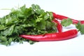 Fresh green cilantro, coriander leaves and chili pepper isolated on white bacground. Royalty Free Stock Photo