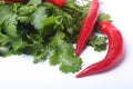 Fresh green cilantro, coriander leaves and chili pepper isolated on white bacground. Royalty Free Stock Photo