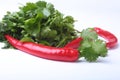 Fresh green cilantro, coriander leaves and chili pepper isolated on white bacground. Royalty Free Stock Photo