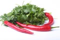 Fresh green cilantro, coriander leaves and chili pepper isolated on white bacground. Royalty Free Stock Photo