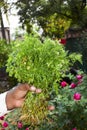 Fresh Green cilantro coriander leaves and flowers Royalty Free Stock Photo