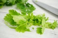 Fresh green cilantro, coriander leaves Royalty Free Stock Photo