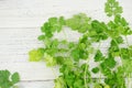 Fresh green cilantro, coriander leaves Royalty Free Stock Photo