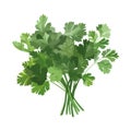 Fresh green cilantro, nature healthy seasoning
