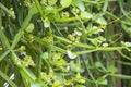 Fresh green Cissus quadrangularis plant