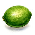 Fresh green citrus lime, whole fruit isolated, watercolor illustration on white Royalty Free Stock Photo