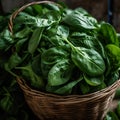 Fresh and Green: A Close-Up of Vibrant Spinach Leaves
