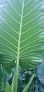 Fresh Green Closeup of Taro Colocasia esculenta Plant. Also known as Elephant Ear Plants