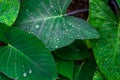 Fresh Green Closeup of Taro Colocasia esculenta Plant Leaves with Rain Drops or Morning Dew. Also known as Elephant Ear Plants