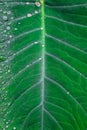 Fresh Green Closeup of Taro Colocasia esculenta Plant Leaves with Rain Drops or Morning Dew. Also known as Elephant Ear Plants