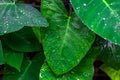 Fresh Green Closeup of Taro Colocasia esculenta Plant Leaves with Rain Drops or Morning Dew. Also known as Elephant Ear Plants