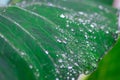 Fresh Green Closeup of Taro Colocasia esculenta Plant Leaves with Rain Drops or Morning Dew. Also known as Elephant Ear Plants