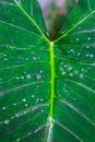 Fresh Green Closeup of Taro Colocasia esculenta Plant Leaves with Rain Drops or Morning Dew. Also known as Elephant Ear Plants