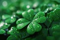 Fresh green clover leaves with dew drops Royalty Free Stock Photo