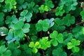 Fresh Green Clover Leaves in Natural Morning Light Royalty Free Stock Photo