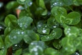 Fresh green clovers with water drops. Close up of clover Leaves in dark dense forest, grass. Shamrock. Rural nature view. Spring H