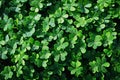 Fresh green clovers with wet water dew drops, view from the top. Royalty Free Stock Photo