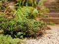 Fresh green clump of mosses, small non-vascular flowerless plants, planted for decoration / beauty in a small garden Royalty Free Stock Photo