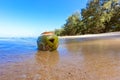 Fresh green coconut with a carved Halloween face.  Lying in the sand on the beach of the sea at sunny day. A wave crashes into it Royalty Free Stock Photo