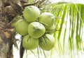 Green coconut fruit on tree